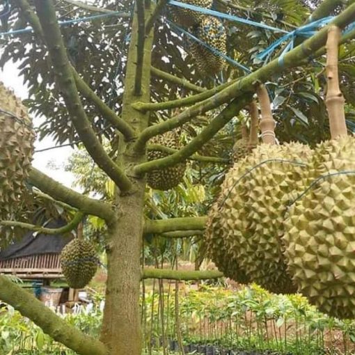 jual bibit durian musangking kaki 3 Ngada