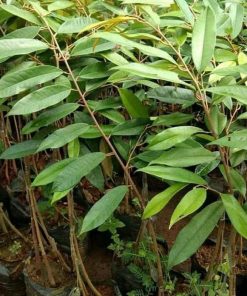 jual bibit durian musangking kaki 3 Nias Utara