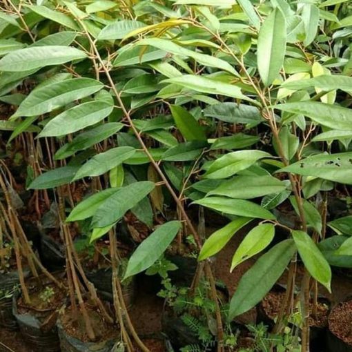 jual bibit durian musangking kaki 3 Nias Utara