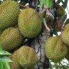jual bibit durian musangking kaki 3 okulasi Aceh Selatan