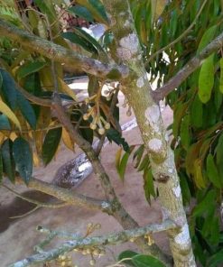 jual bibit durian musangking kaki 3 okulasi cepat berbuah Bima