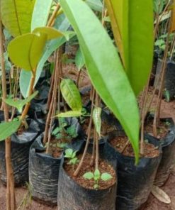 jual bibit durian musangking kaki 3 okulasi cepat berbuah Kepulauan Mentawai