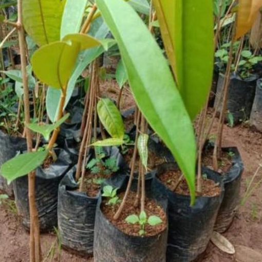jual bibit durian musangking kaki 3 okulasi cepat berbuah Kepulauan Mentawai