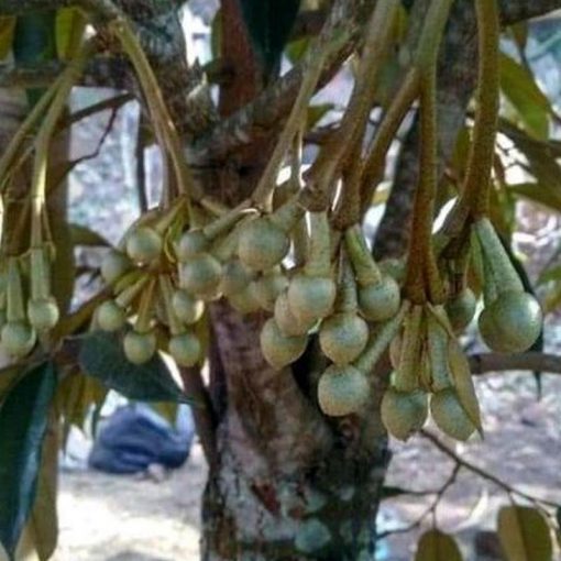 jual bibit durian musangking kaki 3 okulasi cepat berbuah Probolinggo