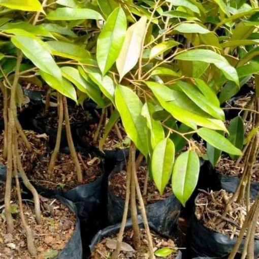 jual bibit durian musangking kaki 3 okulasi cepat berbuah Tolikara
