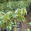 jual bibit durian musangking kaki 3 okulasi Sumba Timur
