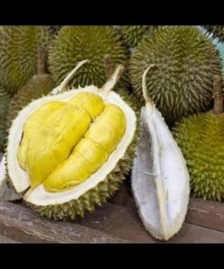 jual bibit durian musangking kaki 3 okulasi super unggul cepat berbuah Jember