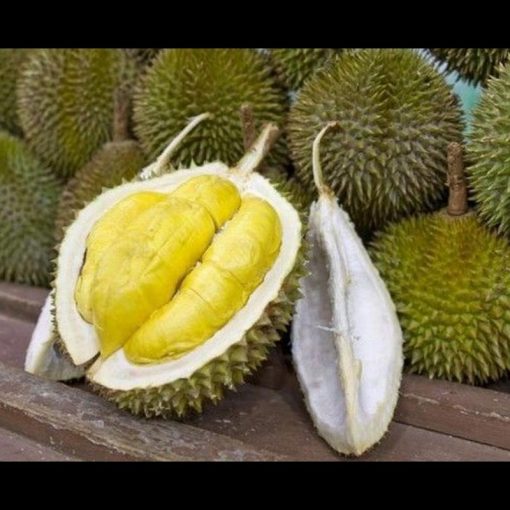 jual bibit durian musangking kaki 3 okulasi super unggul cepat berbuah Jember