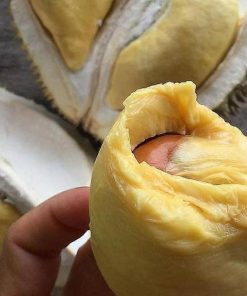 jual bibit durian musangking kaki 3 okulasi unggul bisa untuk tambulapot Mamuju