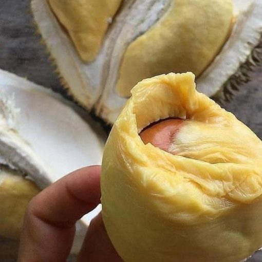 jual bibit durian musangking kaki 3 okulasi unggul bisa untuk tambulapot Mamuju