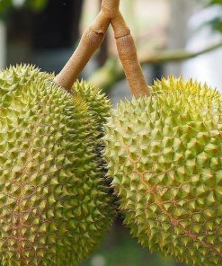 jual bibit durian musangking kaki 3 Purwakarta