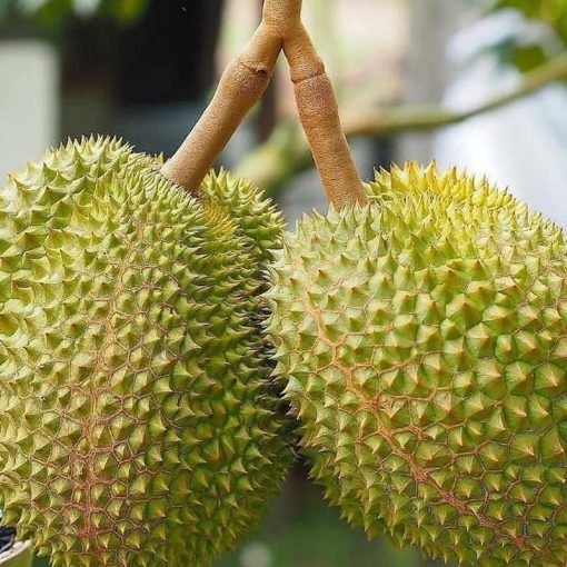 jual bibit durian musangking kaki 3 Purwakarta