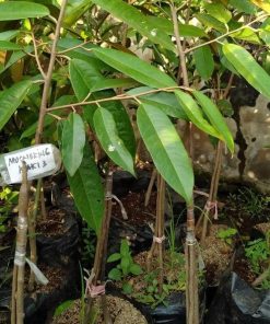 jual bibit durian musangking kaki 3 Singkawang