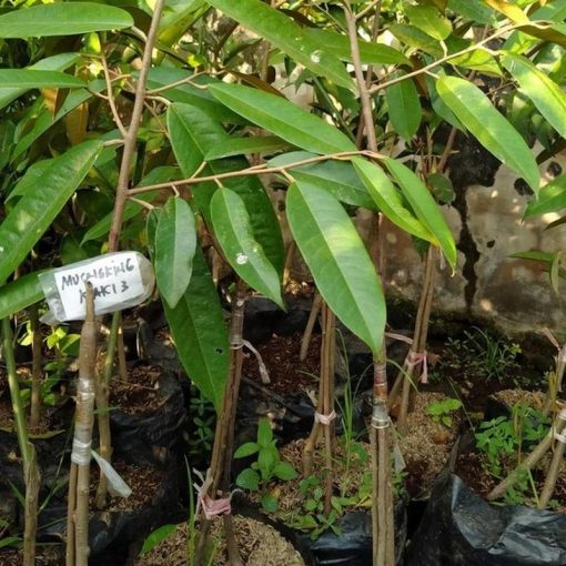 jual bibit durian musangking kaki 3 Singkawang