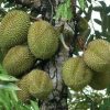jual bibit durian musangking kaki 3 Solok Selatan