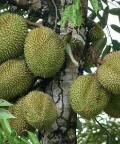 jual bibit durian musangking kaki 3 Solok Selatan