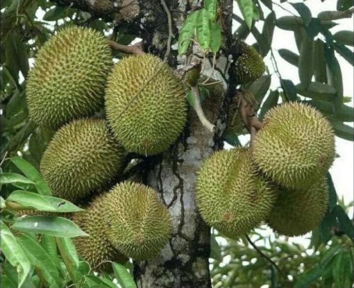 jual bibit durian musangking kaki 3 Solok Selatan