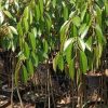 jual bibit durian musangking kaki 3 super Melawi