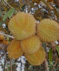 jual bibit durian musangking kaki 3 super Padang