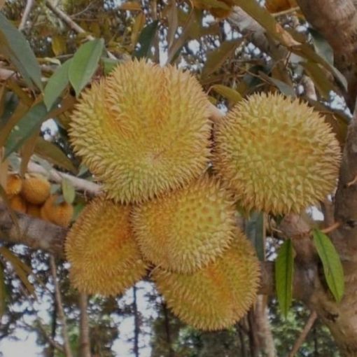 jual bibit durian musangking kaki 3 super Padang