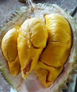 jual bibit durian musangking kaki 3 tinggi 80 cm Kotawaringin Timur