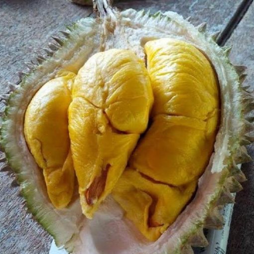 jual bibit durian musangking kaki 3 tinggi 80 cm Kotawaringin Timur