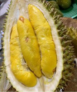 jual bibit durian musangking kaki 3 unggul Gunung Kidul