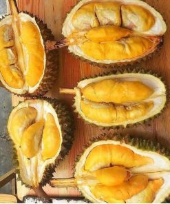 jual bibit durian musangking kaki 3 unggul Karimun