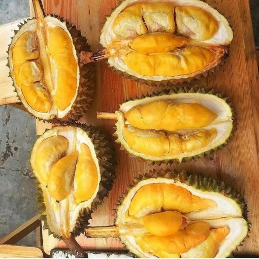 jual bibit durian musangking kaki 3 unggul Karimun