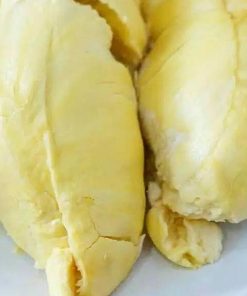 jual bibit durian musangking Mataram