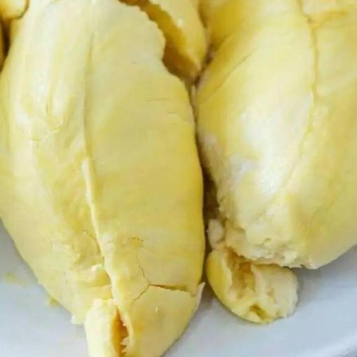 jual bibit durian musangking Mataram