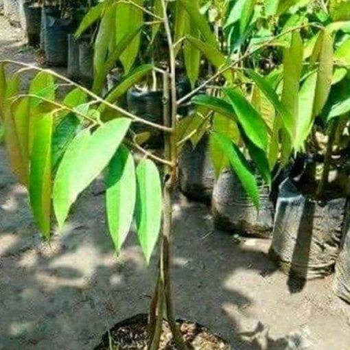 jual bibit durian musangking murah bisa cod Aceh Selatan