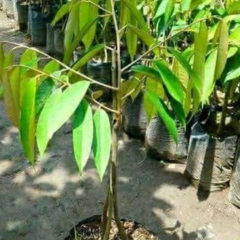Gambar Produk jual bibit durian musangking murah bisa cod Aceh Selatan