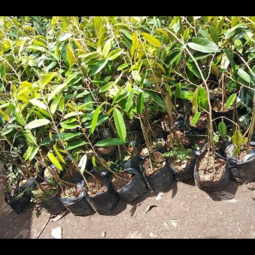 jual bibit durian musangking murah bisa cod Nias Selatan