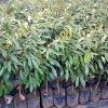 jual bibit durian musangking Murung Raya