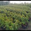jual bibit durian musangking okulasi terlaris Lembata