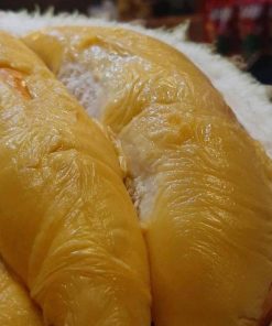 jual bibit durian musangking okulasi Tidore Kepulauan