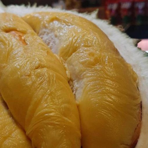 jual bibit durian musangking okulasi Tidore Kepulauan