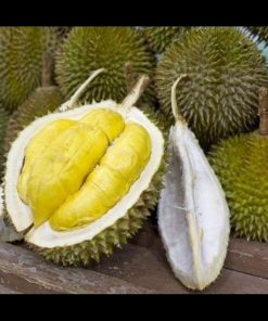 jual bibit durian musangking supeer Mamberamo Raya