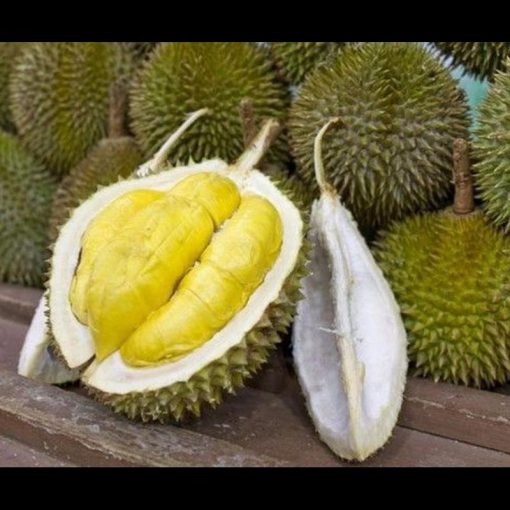 jual bibit durian musangking supeer Mamberamo Raya