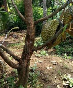 jual bibit durian musangking super genjah Bangka Barat