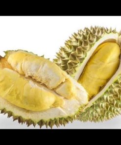 jual bibit durian musangking super genjah Bangka Barat