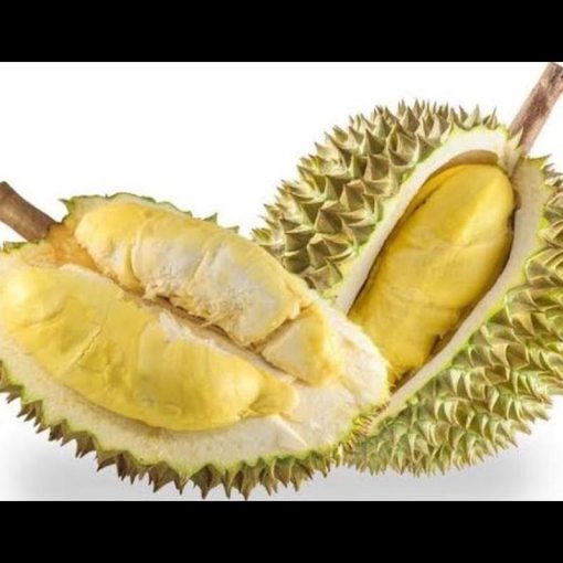 jual bibit durian musangking super genjah Bangka Barat