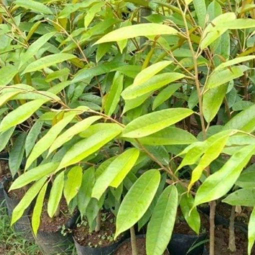 jual bibit durian musangking super unggul Klaten