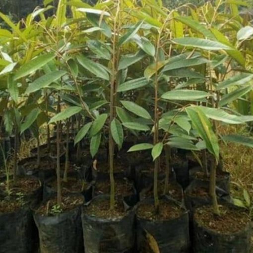 jual bibit durian musangking super unggul Nunukan