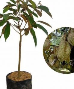 jual bibit durian musangking termurah Belu