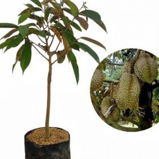 jual bibit durian musangking termurah Belu