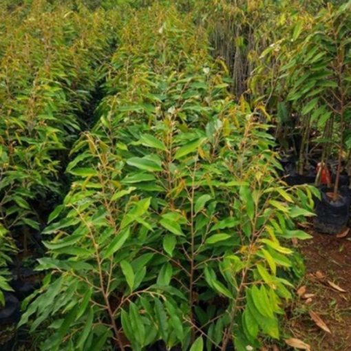 jual bibit durian musangking termurah Lombok Timur
