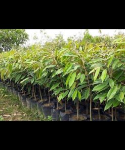 jual bibit durian musangking termurah Tegal