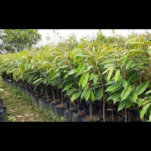 jual bibit durian musangking termurah Tegal